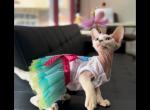 Adriana - Devon Rex Kitten For Sale - Norwalk, CT, US