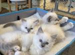 AVAILABLE DEC  16th - Ragdoll Kitten For Sale - 