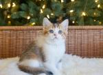 U L A N I - Scottish Straight Kitten For Sale - Fontana, CA, US