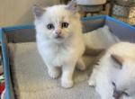 Spruce Blue bicolor male - Ragdoll Kitten For Sale - Front Royal, VA, US