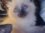 Balinese female - Balinese Kitten For Sale - Genoa City, WI, US