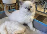 Cedar Mitted Blue Point - Ragdoll Kitten For Sale - 