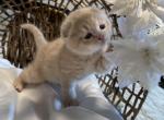 cashmere - Scottish Fold Kitten For Sale - 