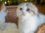 U R I - Scottish Fold Kitten For Sale - Fontana, CA, US