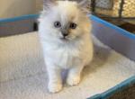 Noel Mitted Blue Point female - Ragdoll Kitten For Sale - 