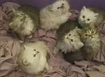 CHRISTMAS PERSIANS 3 left - Persian Kitten For Sale - 