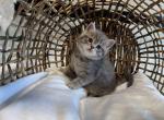 Zion - Scottish Straight Kitten For Sale - 