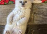 Mistletoe Mitted Blue Point - Ragdoll Kitten For Sale - 