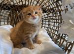 garfield - Scottish Fold Kitten For Sale - 