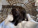 Oreo - Scottish Fold Kitten For Adoption - 