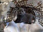 stormy - Scottish Straight Kitten For Sale - Federal Way, WA, US