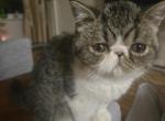 Exotic Shorthair Male Black Tabby Kitten Kitten - Exotic Kitten For Sale - 