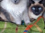 6 month old bonded  brothers - Balinese Kitten For Sale - Genoa City, WI, US