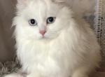 White female - Scottish Straight Kitten For Sale - Springfield, MA, US