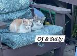 OJ and Sally - Domestic Kitten For Sale - 