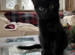 Jet - Minuet Kitten For Sale - West Branch, MI, US