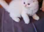 casper - Himalayan Kitten For Sale - 