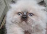 holly - Himalayan Kitten For Sale - 