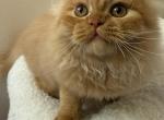 Orange Persian - Persian Kitten For Sale - Gurnee, IL, US