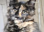 Lilly - Maine Coon Kitten For Sale - Jamesville, NY, US