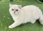 Kitty 1 - British Shorthair Kitten For Sale - Helotes, TX, US