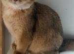 Kitty 2 - British Shorthair Kitten For Sale - Helotes, TX, US