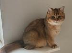 Kitty 3 - British Shorthair Kitten For Sale - Helotes, TX, US