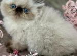 Beljapur Diamond - Himalayan Kitten For Sale - Austin, TX, US