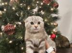 Leo - Scottish Fold Kitten For Sale - 