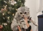 Lily - Scottish Fold Kitten For Sale - 