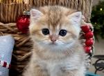 William - British Shorthair Kitten For Sale - FL, US