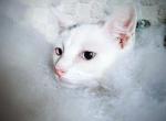 Mouser brothers - Domestic Kitten For Sale - Sweet Home, OR, US