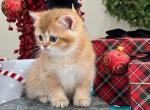 Willy Wonka - British Shorthair Kitten For Sale - FL, US