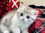 MISSY LaMURR - British Shorthair Kitten For Sale - FL, US