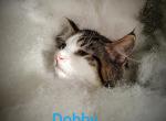 Dobby and Motor - Domestic Kitten For Sale - 