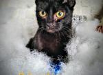 Sylvester and Atticus - Domestic Kitten For Sale - 