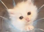 Buttercup - Persian Kitten For Sale - 