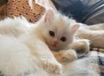 Bubbles - Persian Kitten For Sale - 