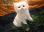 Blossom - Persian Kitten For Sale - 