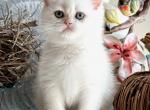 Periwinkle - British Shorthair Kitten For Sale - FL, US