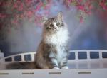 Amur - Siberian Kitten For Sale - 