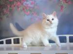 Ben - Siberian Kitten For Sale - Melbourne, FL, US