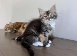 Melody - Siberian Kitten For Sale - Melbourne, FL, US