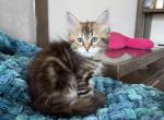 Olivia - Siberian Kitten For Sale - Melbourne, FL, US