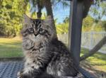 Lasvegas - Siberian Kitten For Sale - Melbourne, FL, US