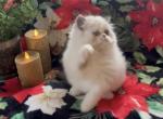 Frosty bi color blue and white male - Persian Kitten For Sale - 