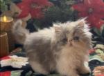 Starlight - Persian Kitten For Sale - 