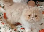 Cuddly cream boy kitten - Exotic Kitten For Sale - 