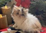 Ginger the calico - Persian Kitten For Sale - 