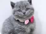 Windy - British Shorthair Kitten For Sale - WA, US